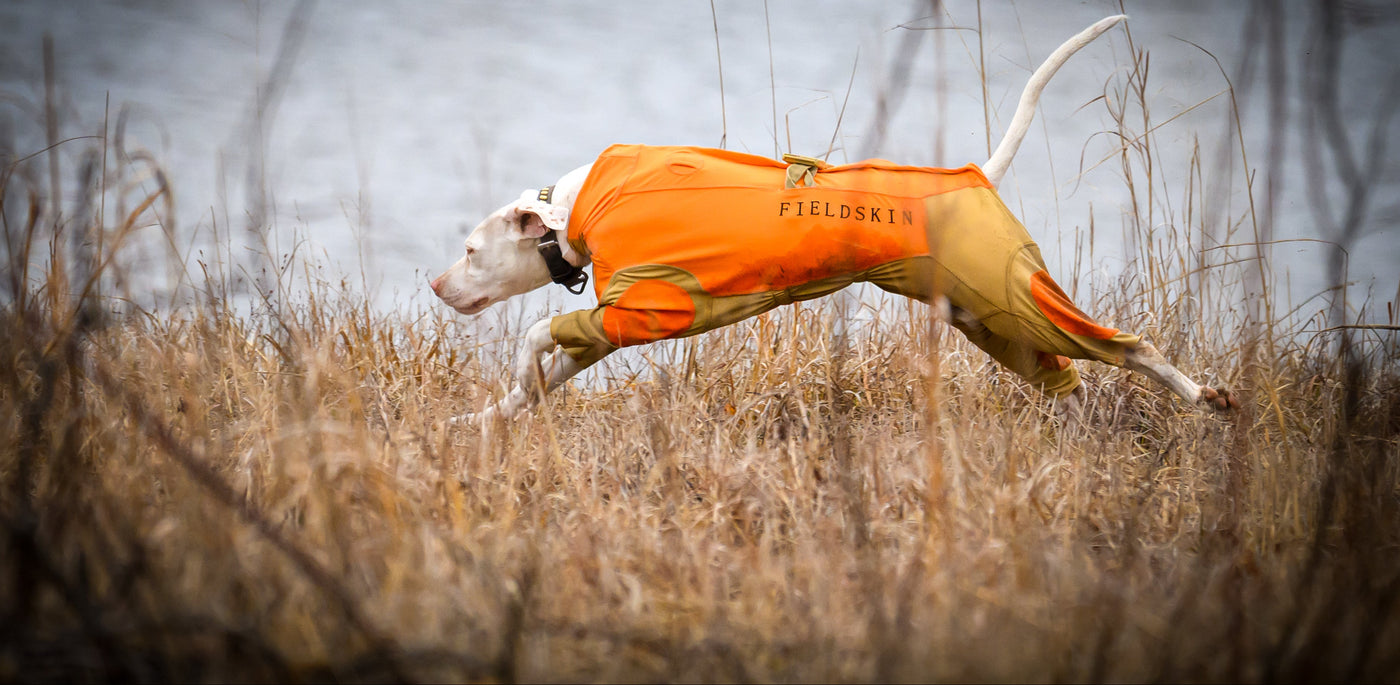 Dog in field wearing protective dog suit