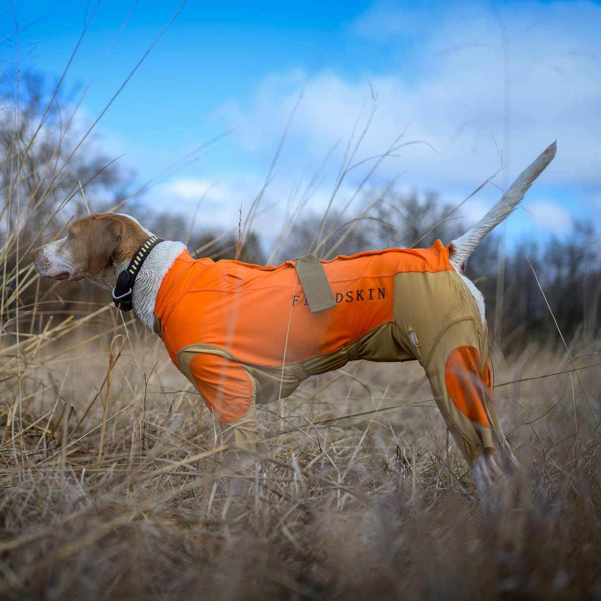 dog wearing protective dog suit