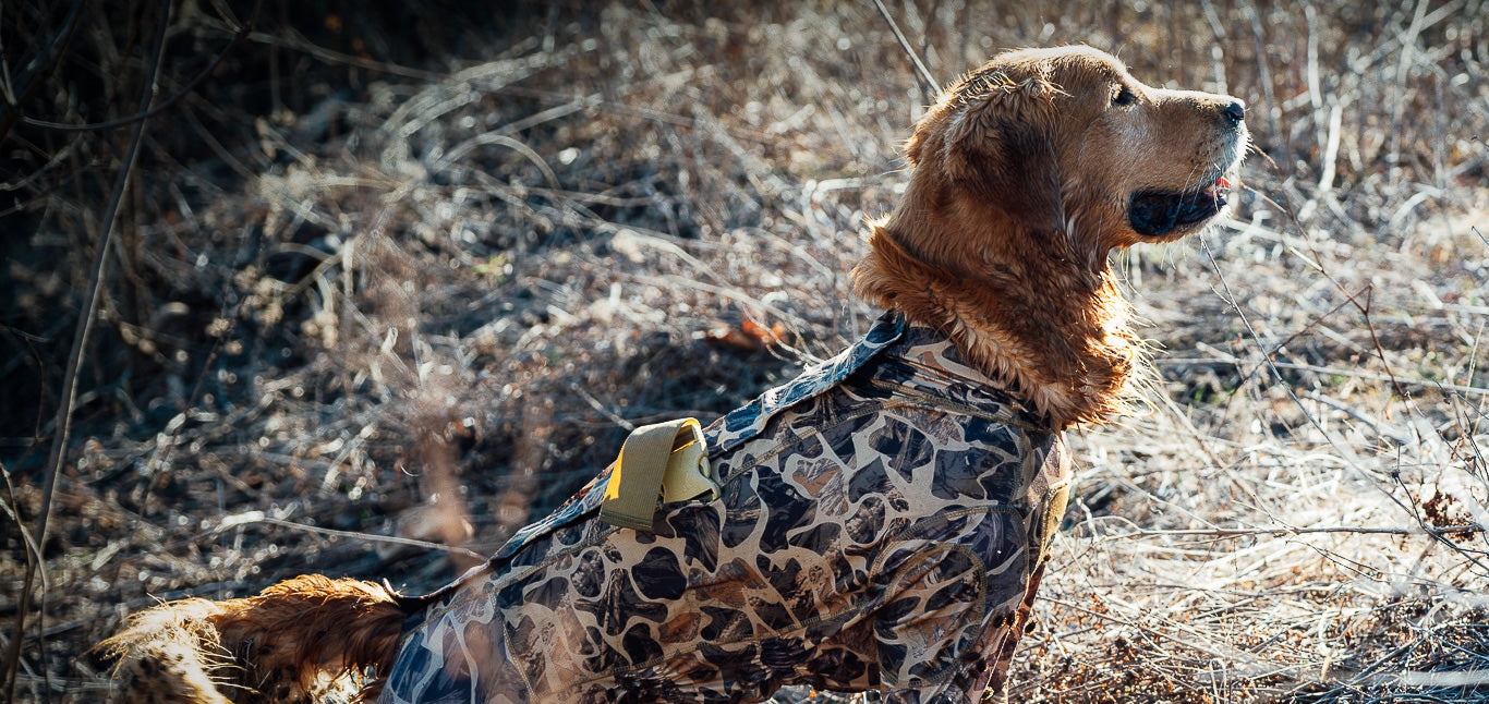 Dog wearing dog hunting suit