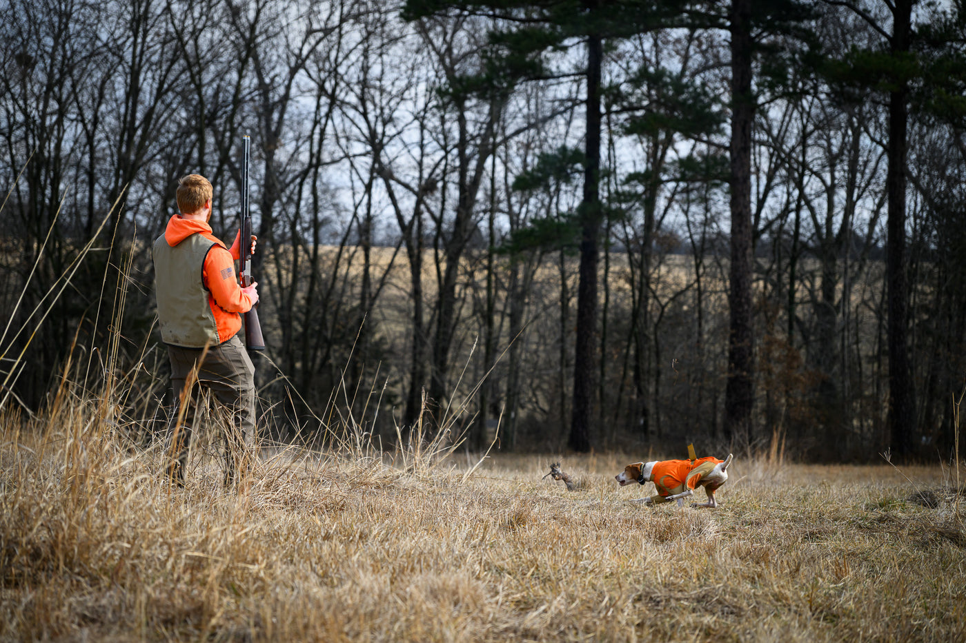 dog in field with dog hunting suit