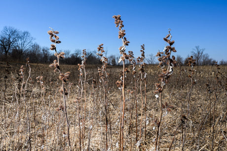 Burr Defense: Why Burrs Are More Than Just an Annoyance