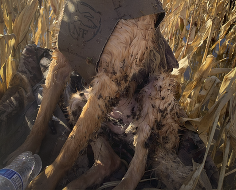 Top 10 Hunting Dog Safety Tips for Rough Terrain