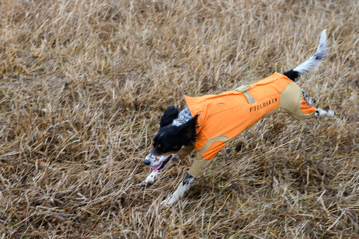 How to Introduce Your Hunting Dog to a Protective Suit