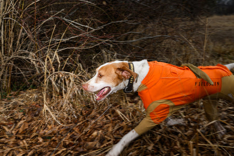 Does a Hunting Dog Protective Suit Cause Dogs to Overheat?