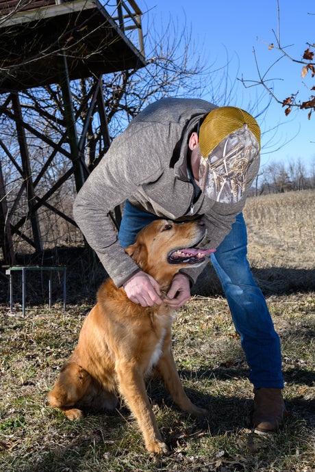 What Should You Check Before Taking Your Hunting Dog Into the Field?