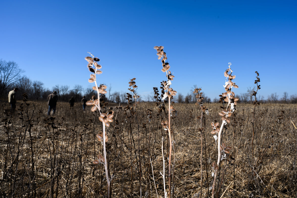 What Happens When Burrs Get Under a Dog's Coat?