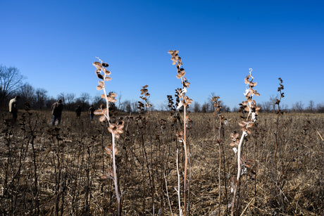 What Happens When Burrs Get Under a Dog's Coat?