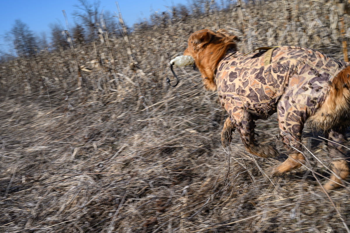 What Hunting Dogs Encounter in Thick Cover