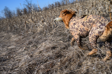 What Hunting Dogs Encounter in Thick Cover