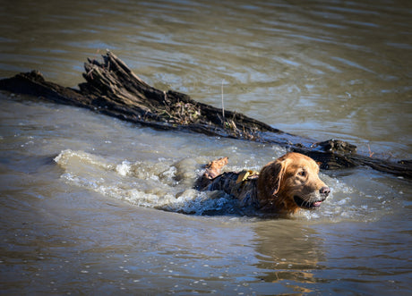 Preparing Your Hunting Dog for Waterfowl Season