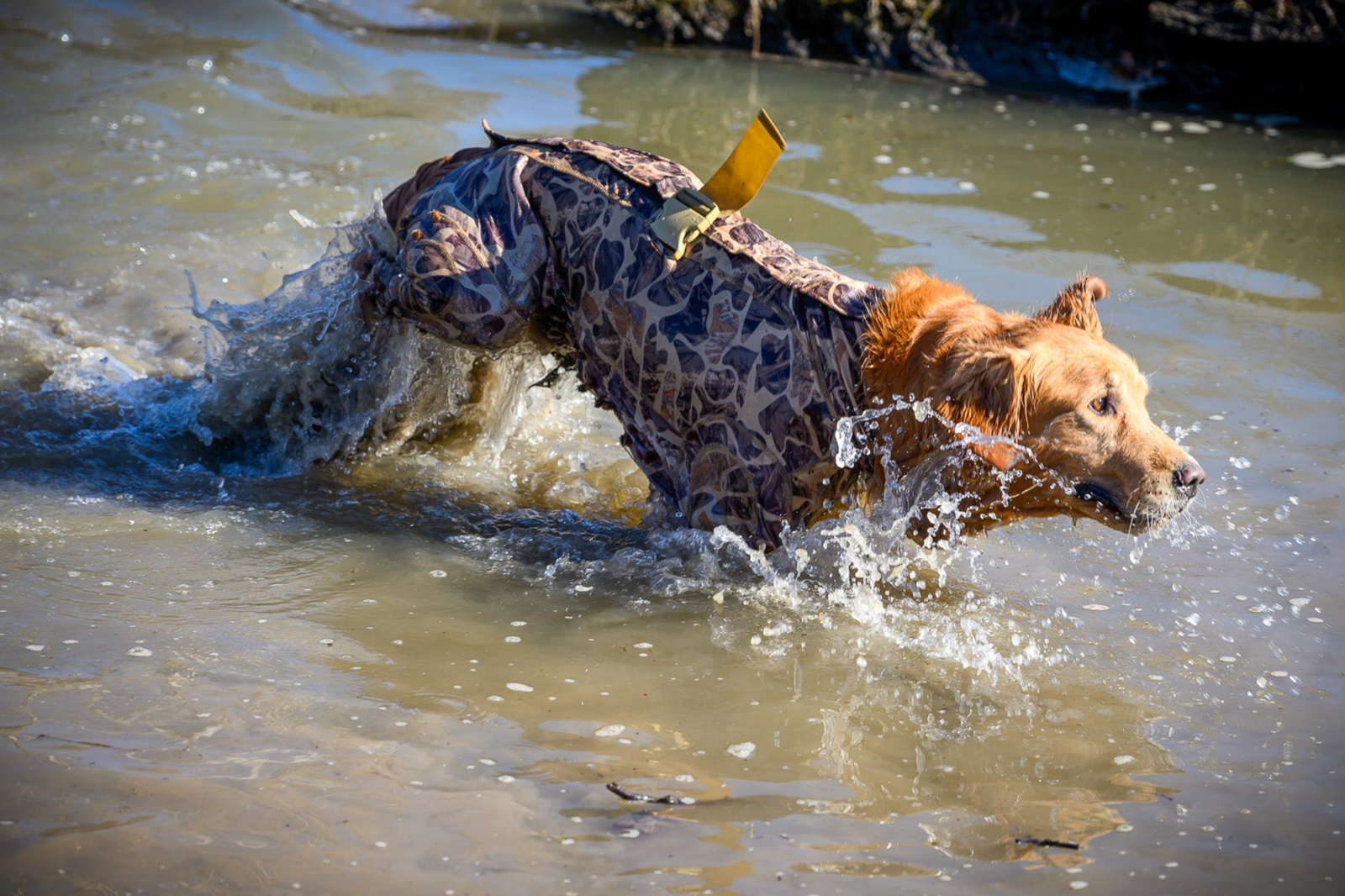 Why Working Dogs Need Gear Designed for Movement
