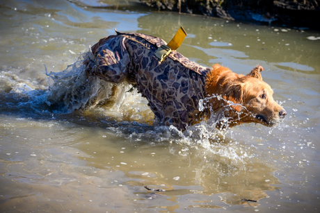 Why Working Dogs Need Gear Designed for Movement
