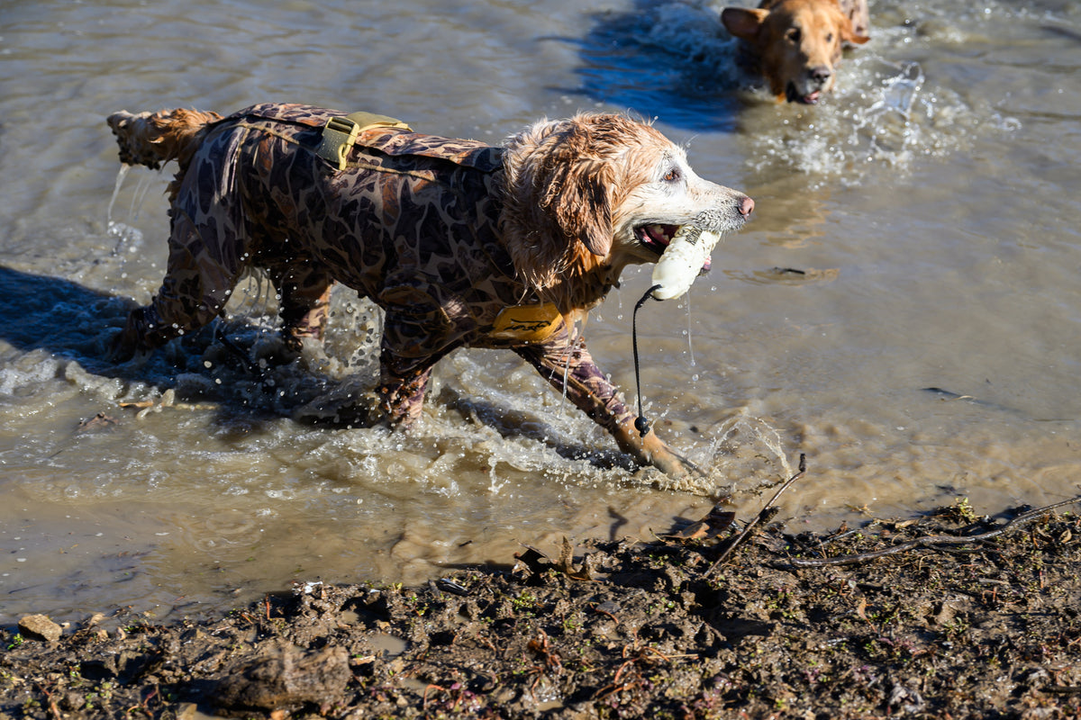 What Makes a Hunting Dog Protective Suit Durable Enough for the Field?