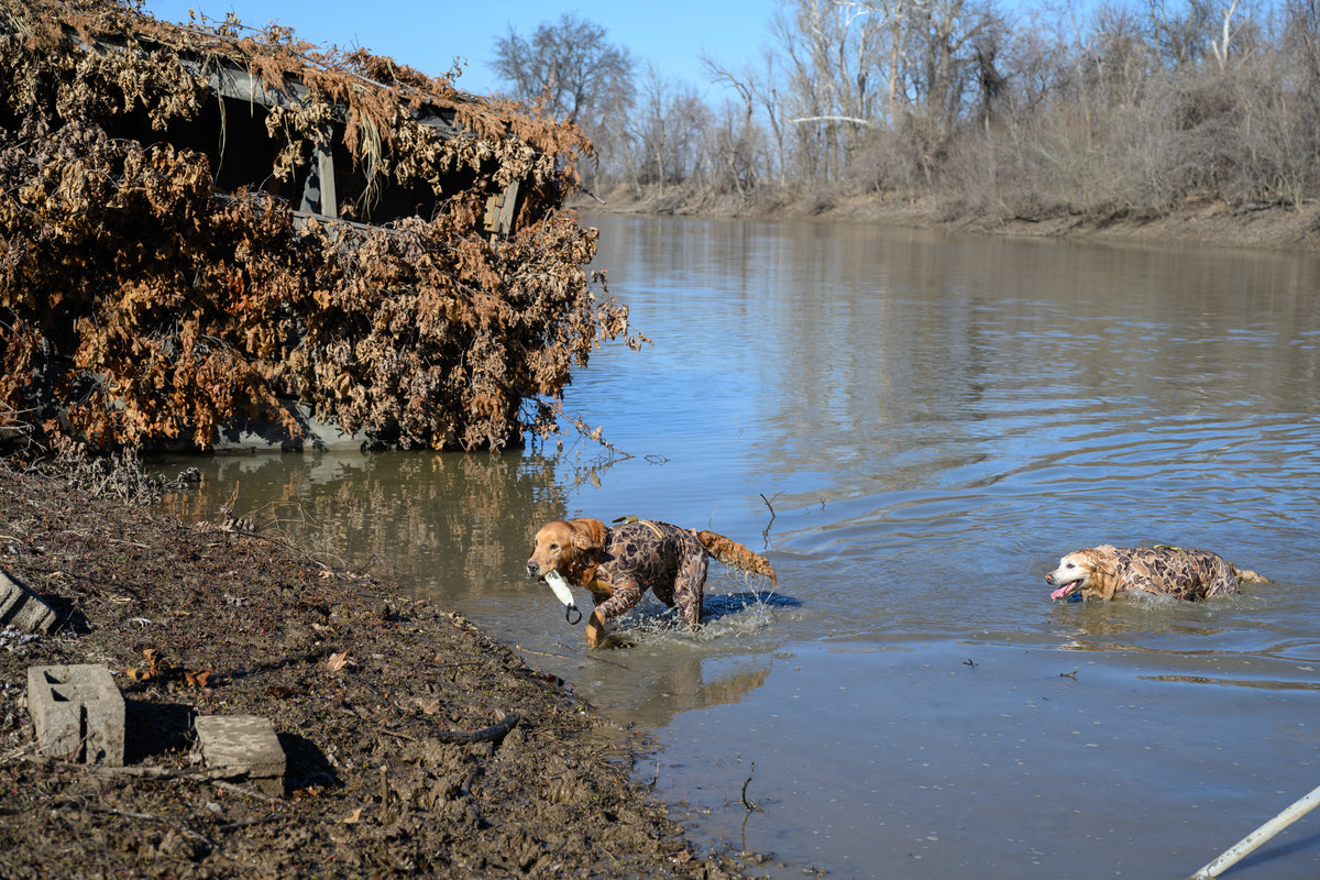 Can Hunting Dogs Swim in a Protective Suit?