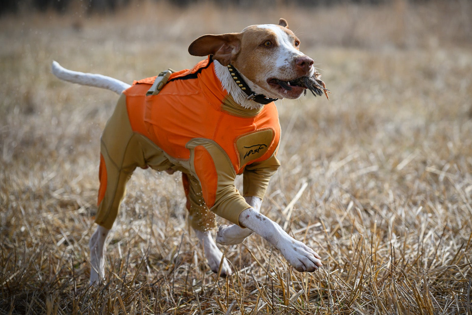 Preparing Your Hunting Dog for Upland Season