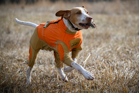 Preparing Your Hunting Dog for Upland Season