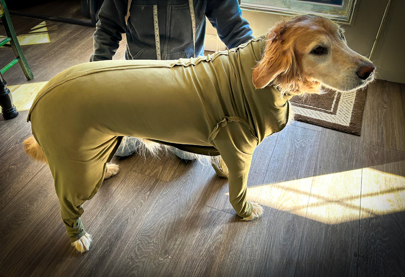 dog wearing protective dog suit prototype