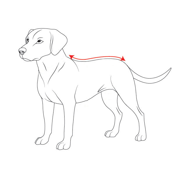 Suit Measurement Spine