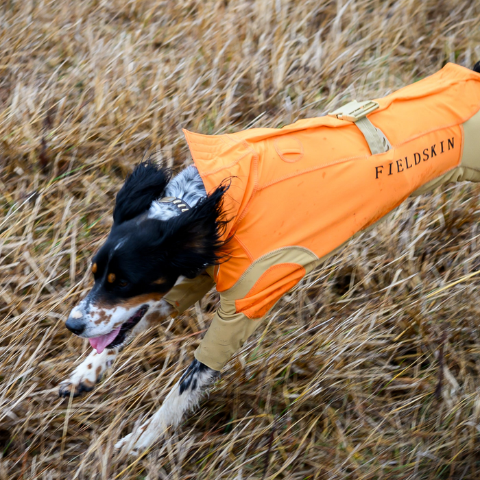 dog running in protective dog suit