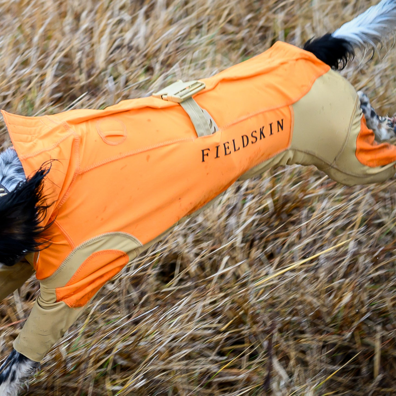 Dog wearing Fieldskin protective dog suit
