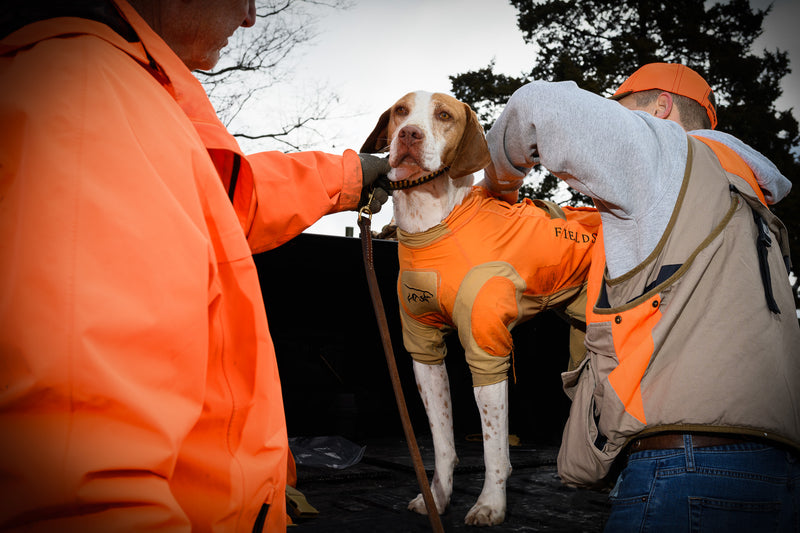dog wearing protective dog suit