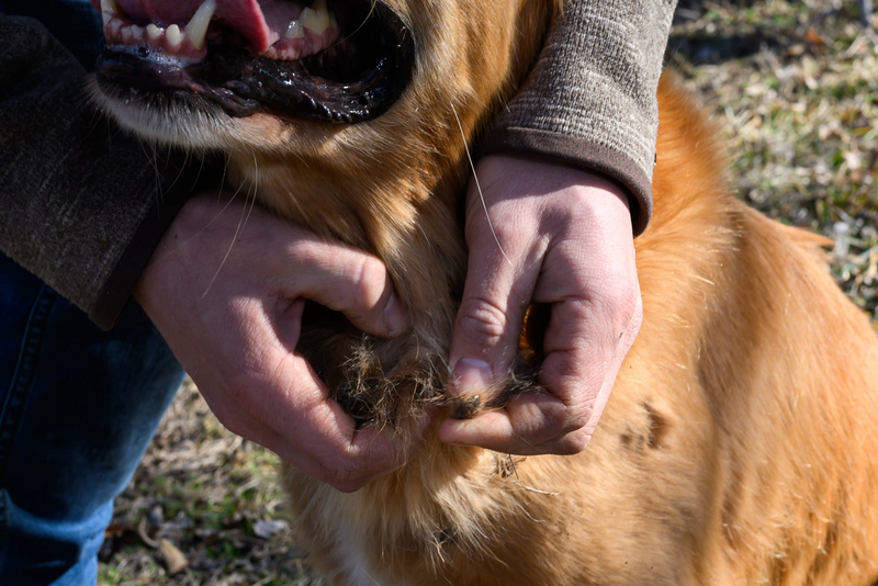 Dog with burrs in fur