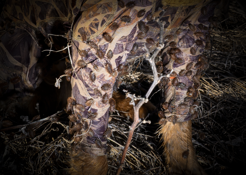 protective hunting suit protecting dog from burrs
