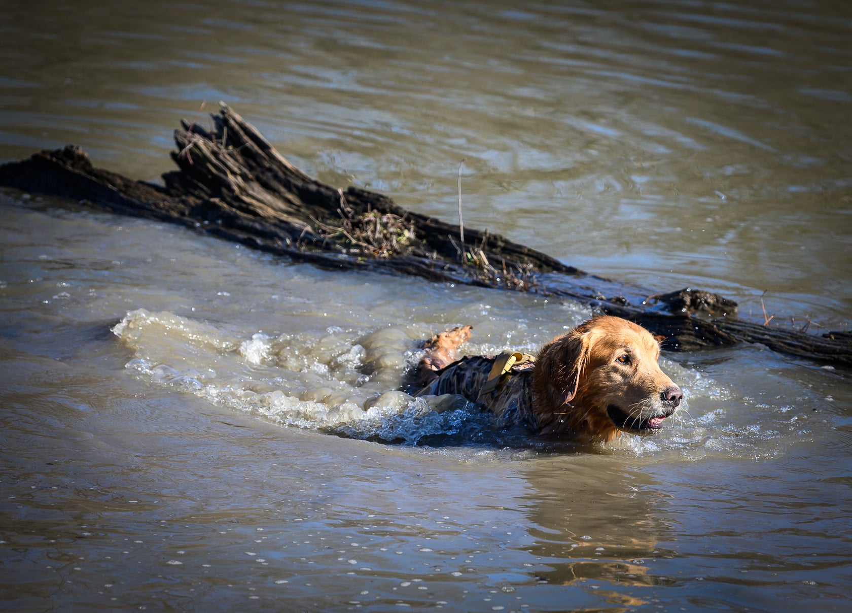Dog swimming with dog hunting suit on