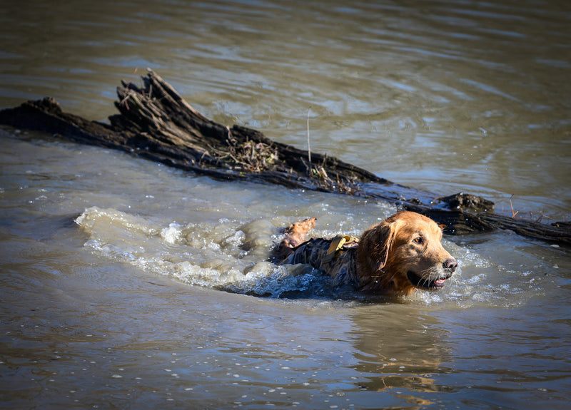Dog swimming with dog hunting suit on