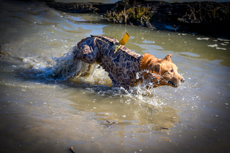 Dog swimming in waterfowl dog vest