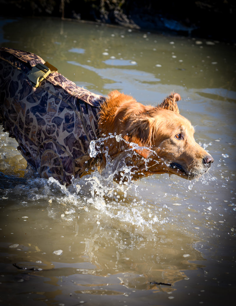 Dog wearing waterfowl dog vest