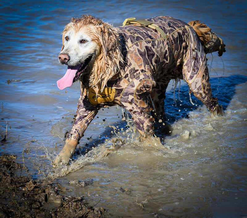 dog wearing waterfowl dog suit