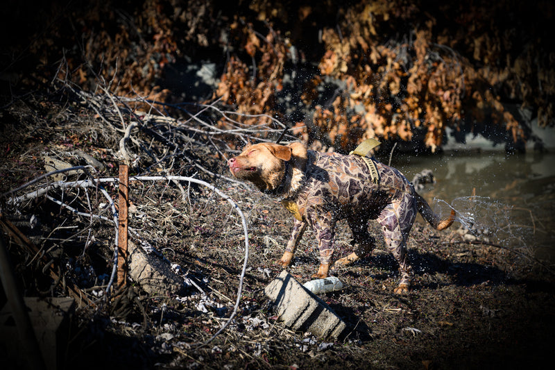 dog wearing waterfowl dog suit