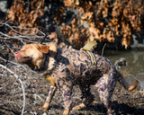 dog wearing waterfowl dog vest