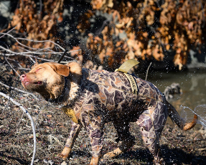 dog wearing waterfowl dog vest