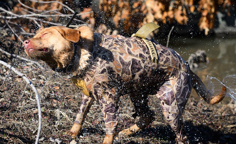 Dog wearing waterfowl dog suit