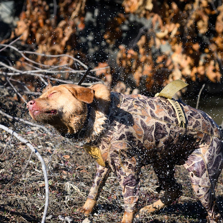Dog wearing protective dog suit