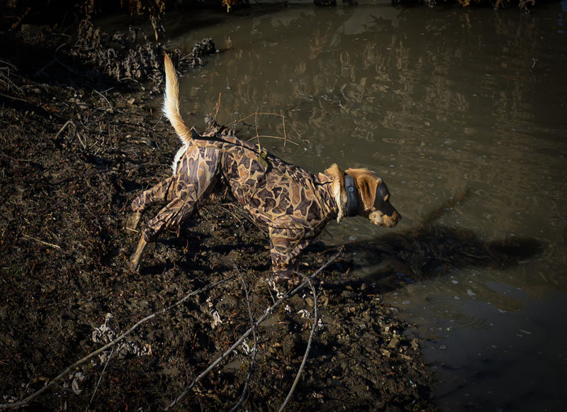 dog wearing dog hunting suit