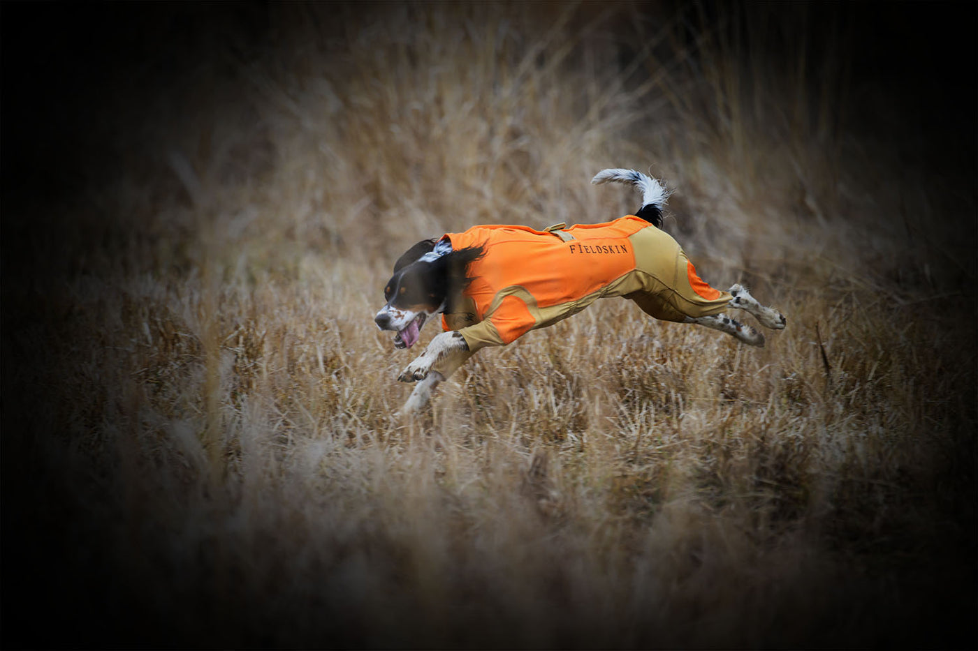 Dog in field wearing dog hunting suit