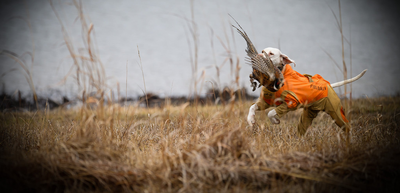 dog wearing dog hunting suit