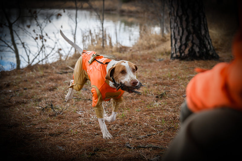 dog wearing protective dog suit