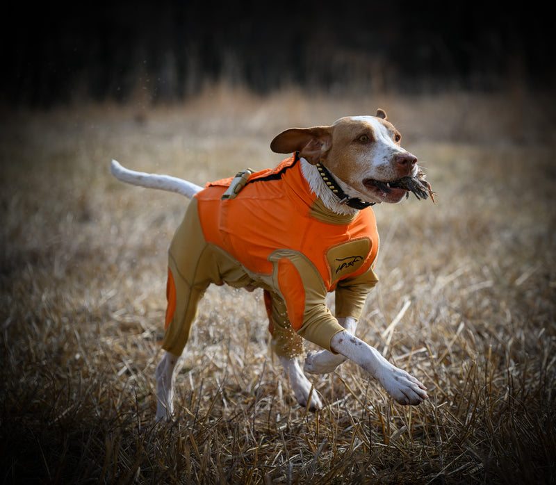 dog in field wearing dog hunting suit